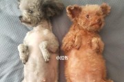 泰迪怀孕一只小狗的故事（泰迪母犬期待新生命的降临）