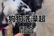 小狗新买来多久能洗澡？（养狗初期适宜洗澡的时间和注意事项）