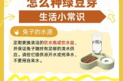 幼兔何时可以开始以菜为主食？（幼兔的饮食需求及菜食添加时机）