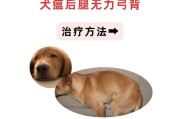 了解犬瘟（全面掌握犬瘟病的预防和治疗，保护您的爱犬健康）