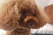 泰迪犬的标准体重及其重要性（了解泰迪犬的标准体重，让它们健康快乐）