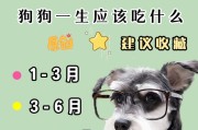 狗怀孕后的营养需求（了解如何为狗提供最佳营养）