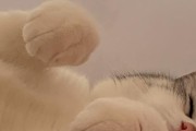 如何领养一只小猫（步骤简易、快速上手，让你拥有可爱小猫的秘诀）