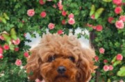 泰迪犬皮肤痒怎么办（探索有效的护理方法与治疗方案，缓解泰迪犬皮肤痒症状）