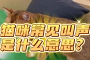 探秘猫叫声的奥秘（揭开猫叫声的世界密码，让我们听到它们的心声）