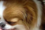 小狗的心灵主人——探索宠物与主人之间的深刻情感（理解宠物主人关系中的情感依赖与互动）