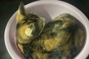 为什么猫咪爱洗脸？（揭秘猫咪洗脸的原因和意义）