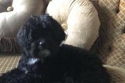 狗狗吐出黑色液体怎么回事？（黑色液体的成因及对狗狗健康的影响）
