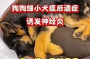 犬瘟病的症状及治疗方案（了解犬瘟的常见症状，及时治疗挽救你的宠物）