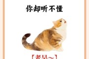 猫咪的6种常见叫声解析（深入了解猫咪不同叫声所传达的信息）