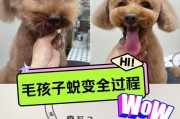 泰迪狗死狗多久能救活？（探究死亡时间对泰迪狗救活的影响与方法）