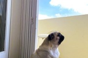 中国本土名犬——巴哥的价格因素分析（巴哥价格的高低取决于哪些因素？）