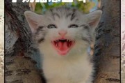 小猫为什么不停地叫？（探究小猫叫声背后的原因）