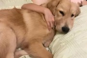 三个月大的狗一天需要睡多久？（揭秘幼犬的睡眠需求及管理方法）