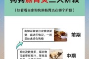 狗狗吐血的原因和应对方法（食物可能引发肠胃炎，主人需警惕）