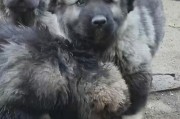 选择适合保护主人的大型犬，为你提供安全感（探寻哪些犬种适合担当保护角色，让你拥有安心的伙伴）