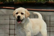 拉布拉多犬的缺点及注意事项（拉布拉多犬的性格特点与养护要点）