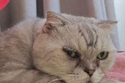 折耳猫遗传病的寿命之谜（探索折耳猫遗传病与寿命之间的关系）