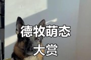 以德牧生过多久吃？（探究以德牧生适宜的进食频率和饮食习惯）