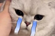 如何选择适合小猫的优质猫粮（了解小猫的营养需求，做出明智选择）