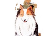 苏格兰牧羊犬的饮食需求（全面了解苏格兰牧羊犬的饮食需求）