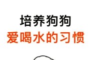 探讨狗的水需求量（解析狗狗饮水量的关键因素及注意事项）