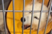 以狗得脑炎还能活多久？（狗脑炎的致命威胁与生存希望）