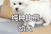 繁殖比熊的专业犬舍——打造可爱忠诚的伙伴（培育健康可爱的比熊犬，选择合适的犬舍至关重要）