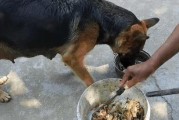 德牧幼犬的饮食需求及喂养指南（关注德牧幼犬的营养健康，掌握正确喂养方法）