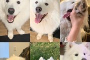 如何辨别萨摩耶是否为纯种犬？（关键看这5个特征！）