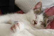 探寻“最温顺粘人”的猫咪品种（揭开“最温顺粘人”猫咪品种的秘密，教你如何选择合适的宠物伴侣）