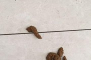 选择合适狗粮让爱宠便便不臭（挑选致味狗粮，为爱宠营造清新环境）