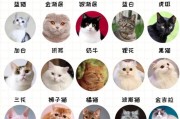 营养均衡，满足成长需求——2个月英短蓝猫的饮食之道（以高蛋白为主，兼顾多元营养，助力健康成长）