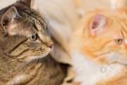 猫咪VIP（探索猫咪VIP会员专区中的精彩内容）
