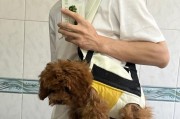 泰迪洗澡的最佳时间（-养宠物、泰迪、洗澡、最佳时间）