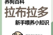 养拉布拉多的月生活费清单（探究拉布拉多养育所需的费用及关键因素）