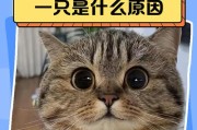 影响猫咪价格的关键因素（揭秘猫咪价格背后的秘密，了解市场波动与猫咪品种的关系）