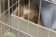 小狗感染犬瘟热能够熬多久？（探讨小狗感染犬瘟热后的存活期限及相关因素）