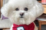 明星养比熊犬，看他们的可爱宠物生活（明星们的比熊犬伙伴，萌化你的心）