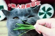 自己种植猫草，给爱猫提供安全的咀嚼选择（为猫咪提供新鲜绿色的口腹之欢）