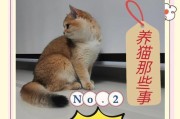 猫咪打完疫苗后需要等待多久才能怀孕？（猫咪打完疫苗后的繁殖计划及注意事项）