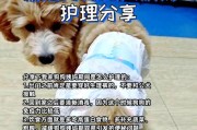 泰迪犬的月经期（探索泰迪犬月经周期，为泰迪繁殖计划做出明智选择）