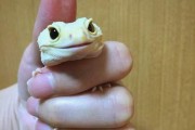 豹纹守宫（豹纹守宫的优点和迷人之处）