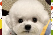 比熊的成长周期及关键因素分析（探索比熊成长的时间及其影响因素）