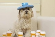 普通狗狗的合适药物选择及使用方法（为您的爱犬提供安全有效的药物治疗）