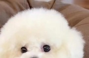 揭秘狗的泪痕（找对方式，轻松解决狗的泪痕问题）