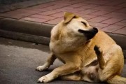 狗狗眼睛有螨虫的症状（了解螨虫感染对狗狗眼睛的影响）