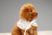 探讨泰迪犬毛色的多样性（解析泰迪犬毛色的基因和变异情况）