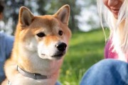 柴犬为何少叫？——解析柴犬不爱发出声音的原因（揭秘柴犬为什么安静无声，特点与背后的科学原因）