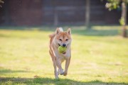 为什么秋田犬养的人不多？（探究秋田犬的缺点和养育难点）